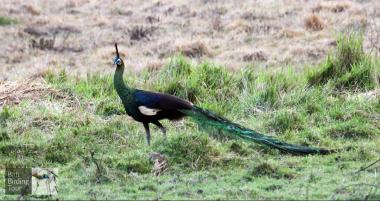 Alas Purwo National Park