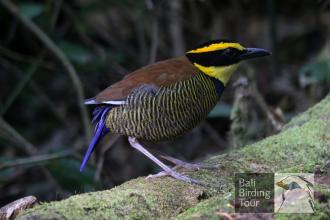 West Bali National Park